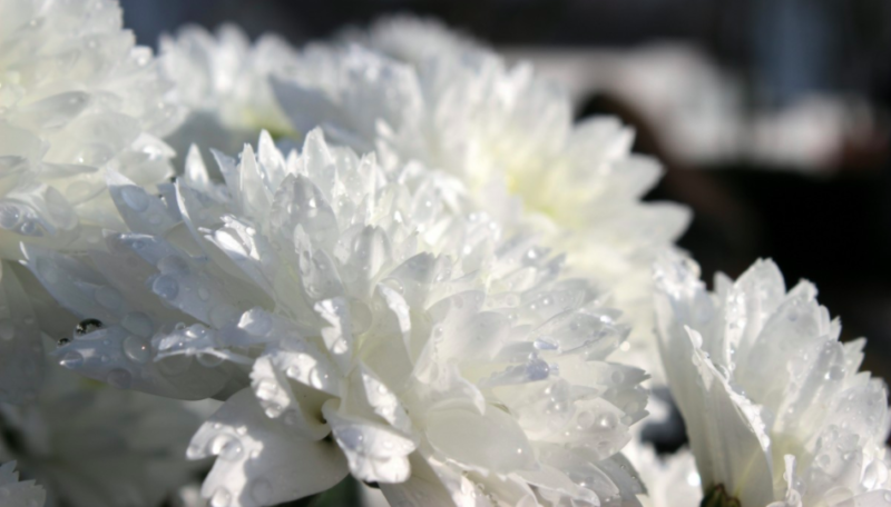An arrangement of white chrysanthemums.