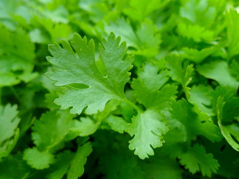 A macro photograph of parsley (coriander) leaves.