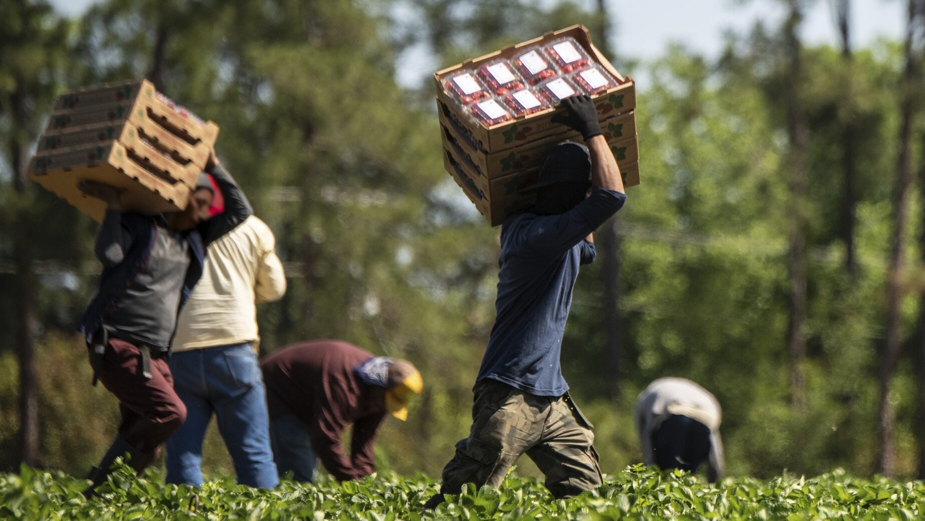 The Exploitation Of Migrant Workers In Poland